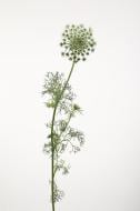 Амми даукус Majus Vintage 50 см белая (Нидерланды)