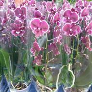 Растение Фаленопсис (орхидея) каскад 12х50 1 ствол Fusheng Black (T & L Variety Plants BV)