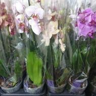 Рослина Фаленопсис (орхідея) 12х45 2 стовбура мікс (VG Orchids)