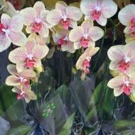 Рослина Фаленопсис (орхідея) каскад 12х50 1 стовбур Pulsation (T&L Variety Plants)