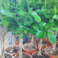 Растение Фикус микрокарпа 19х75 Moclame ствол заплетен косой