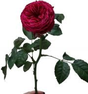 Троянда Cherry O одноголова класична 50 см малиновий Троянда Cherry O одноголова класична 50 см малиновий