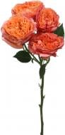 Троянда Georgia спрей (кущова) піоновидна 60 см персикова (Нідерланди)