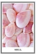 Картина на холсте в алюминиевой раме М008 Shell 55x80 см ТЕРРАВОЛ