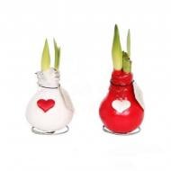 Растение Гиппеаструм 0*25 луковица в воске