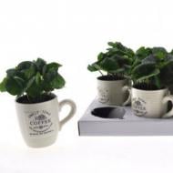 Растение Кофе 09*25 в керамике \Чашка\""