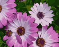 Картина по номерам Африканские ромашки 13113-AC 40х50 см ART CRAFT