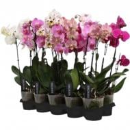 Рослина Фаленопсис (орхідея) 12*50-55 2 стовбура мікс А2 (Ter Laak Orchids)