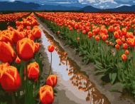 Картина по номерам Поля в Голландии 10524-АС 40х50 см ART CRAFT