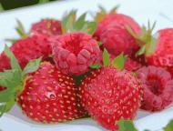 Картина по номерам Сочный фейерверк 12004-AC 40х50 см ART CRAFT