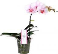 Рослина Фаленопсис мультифлора 1 стовбур 12х40 Make Up Р14870