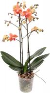 Рослина Фаленопсис мультифлора 2 стовбура 12х55 Sunset Love Р09113