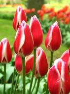 Цибулина тюльпана тріумф Кенді Епл Делайт 3 шт.