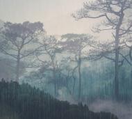 Фотообои Dimense на основе Ecodeco Тайный лес 280x310 см 8,68 кв.м