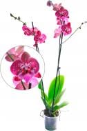 Рослина Фаленопсис Мутунт мікс 2 стовбури 12х70