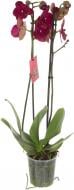 Рослина Фаленопсис мікс 2 стовбура 12х70