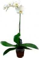 Рослина Фаленопсис мікс 1 стовбур 12х40-60