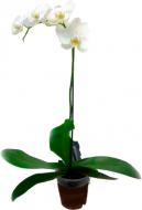 Рослина Фаленопсис мікс 1 стовбур 12х75