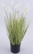 Растение Лисохвост Aureovariegatus С2