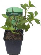 Растение Гортензия метловидная Grandiflora С3