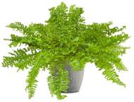 Растение Многорядник щетинковый 'Plumoso-densum' С3
