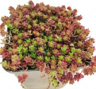Растение Очиток белый Coral Carpet С1