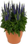 Растение Вероника колосковая Ulster Dwarf Blue C3