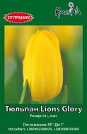 Луковица KrassIVA тюльпан Lions Glory 2 шт.