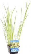 Растение Аир злаковидный Огон C1
