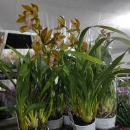 Растение Цимбидиум (орхидея) 12х50 2 ствола оранжевый