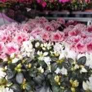 Растение Азалия 9x15 микс Растение Азалия 9x15 микс