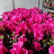 Рослина Азалія 12x22 рожева Thesla