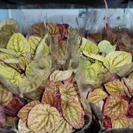 Растение Пеперомия 11х20 Caperata микс