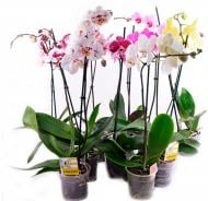 Растение комнатное Фаленопсис 2-4 ветки 12х50+ см