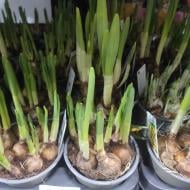 Растение Нарцисс 12x20 микс