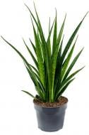 Растение Сансевиерия Kirki Friends d10/h35