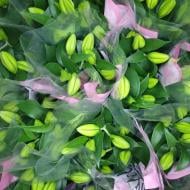 Растение Лилия ориентал 13х45 микс