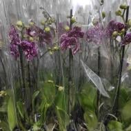 Рослина Фаленопсис 1 стовбур Wildcat (VG Orchids) d12/h55