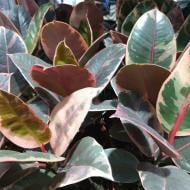 Растение Фикус эластика 12x30 Belize