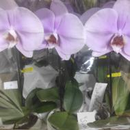 Растение Фаленопсис (opti) 1 ствол розовый Singolo Mino в белом керамическом кашпо d9/h40