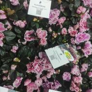 Растение Азалия 14x30 биколор Flandresse