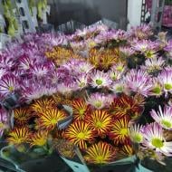 Растение Хризантема 13x25 ромашка микс Bicolor (decorum) Растение Хризантема 13x25 ромашка микс Bicolor (decorum)