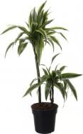 Растение Драцено Arturo 3pp d21/h110