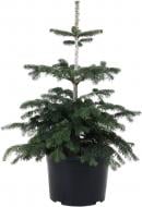 Ялиця Нордмана / Abies nordmanniana С20 Ялиця Нордмана / Abies nordmanniana С20