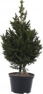 Ялинка звичайна / Picea abies Will's Zwerg С20 Ялинка звичайна / Picea abies Will's Zwerg С20