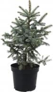 Ялинка колюча / Picea pungens Super Blue (SBS) С15 Ялинка колюча / Picea pungens Super Blue (SBS) С15