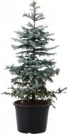 Ялинка колюча / Picea pungens Super Blue (SBS) ком H100-120 см Ялинка колюча / Picea pungens Super Blue (SBS) ком H100-120 см