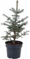 Ялинка колюча / Picea pungens Super Blue (SBS) С7,5 Ялинка колюча / Picea pungens Super Blue (SBS) С7,5
