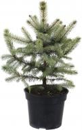 Ялинка Picea pungens Super Blue (SBS) С3 H20-30 см Ялинка Picea pungens Super Blue (SBS) С3 H20-30 см