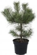 Растение сосна черная / Pinus Uncinata C3 H30-40 см